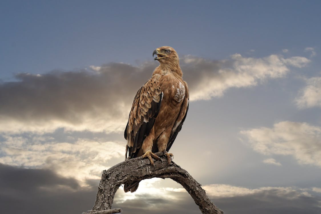 Free Falcon Perched on Tree Stock Photo