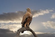 一只黄褐色的鹰栖息在枝头，在戏剧性的黄昏天空映衬下，展示着它的羽毛