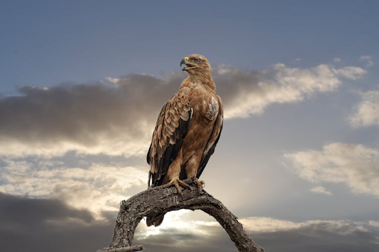Falcon Perched On Tree