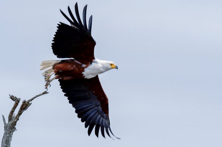 Bald Eagle About To Fly