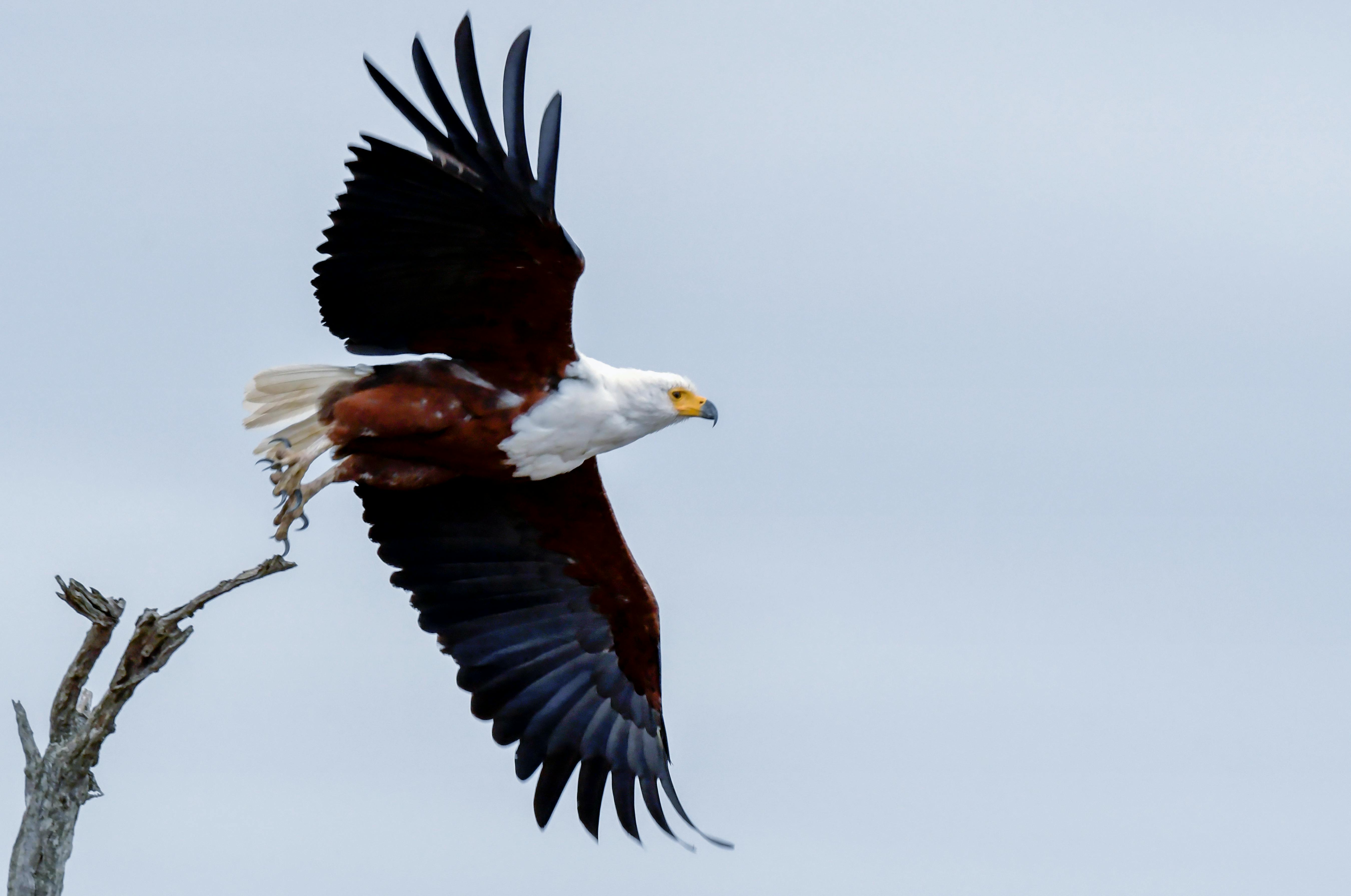 Bald Eagle About To Fly Free Stock Photo