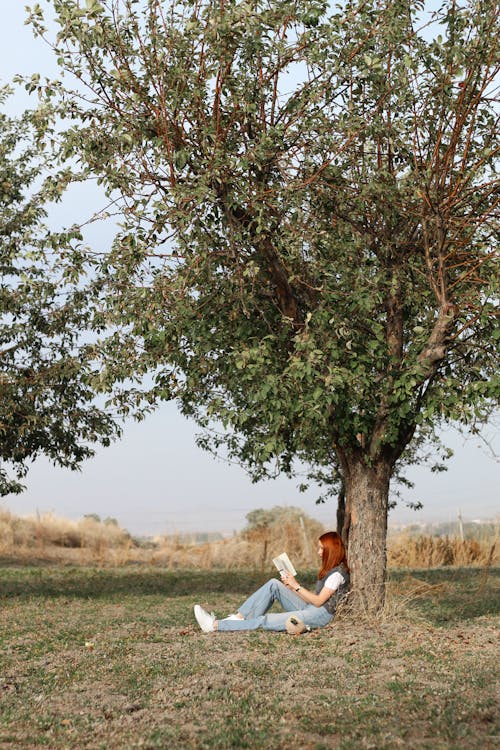 Foto profissional grátis de área, árvore, descanso