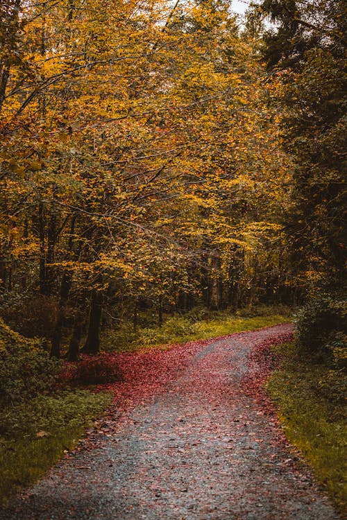 Photos gratuites de arbres, automne, chemin de terre