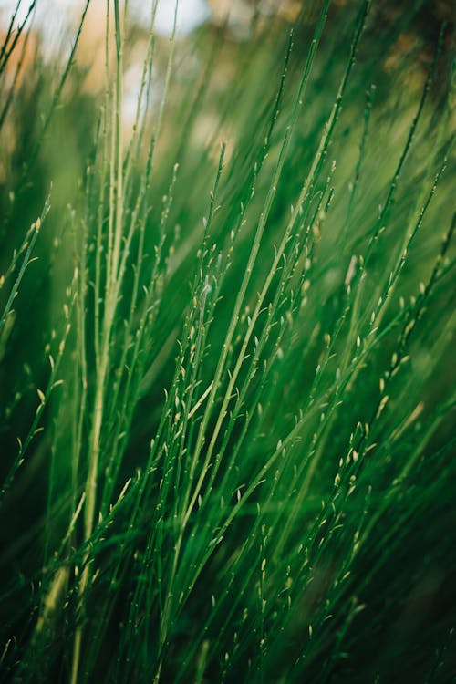 Close up of Green Grasses