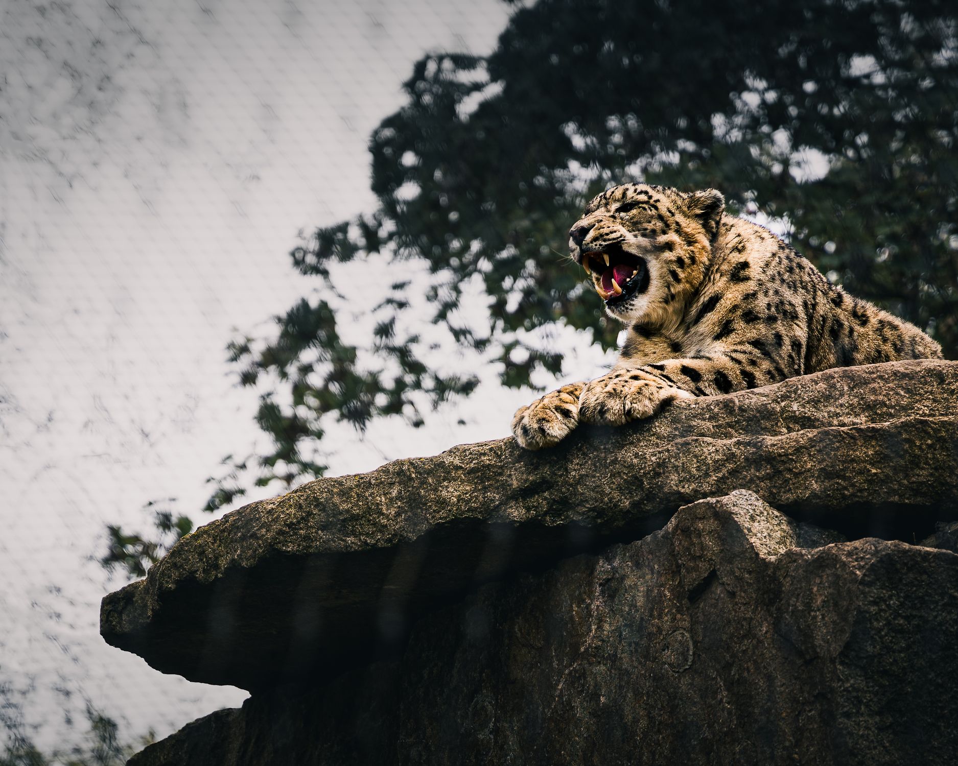 Leopard On Rocks Leopard on Rock · Free Stock Photo