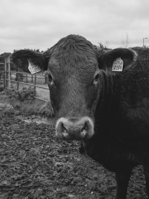Black and White Photo of a Cow on a Pasture