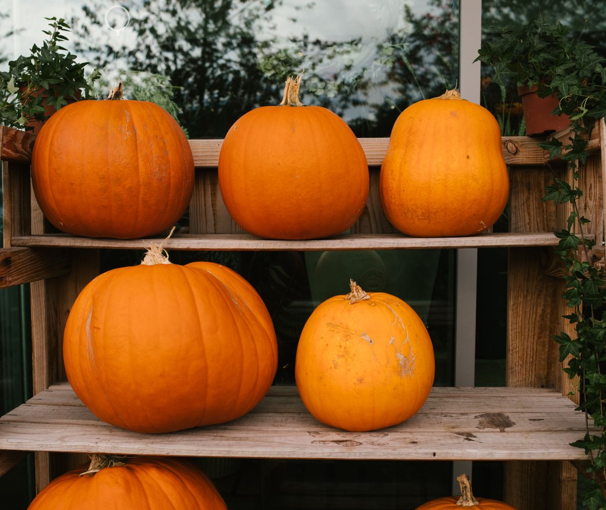 A collection of vibrant pumpkins displayed on rustic wooden shelves, perfect for autumn decor. Stock Photo.