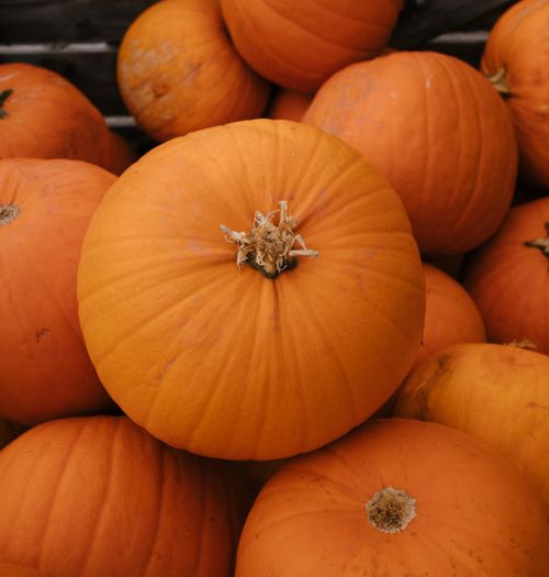 Free Close-up of bright orange pumpkins, perfect for autumn and Halloween decorations. Stock Photo