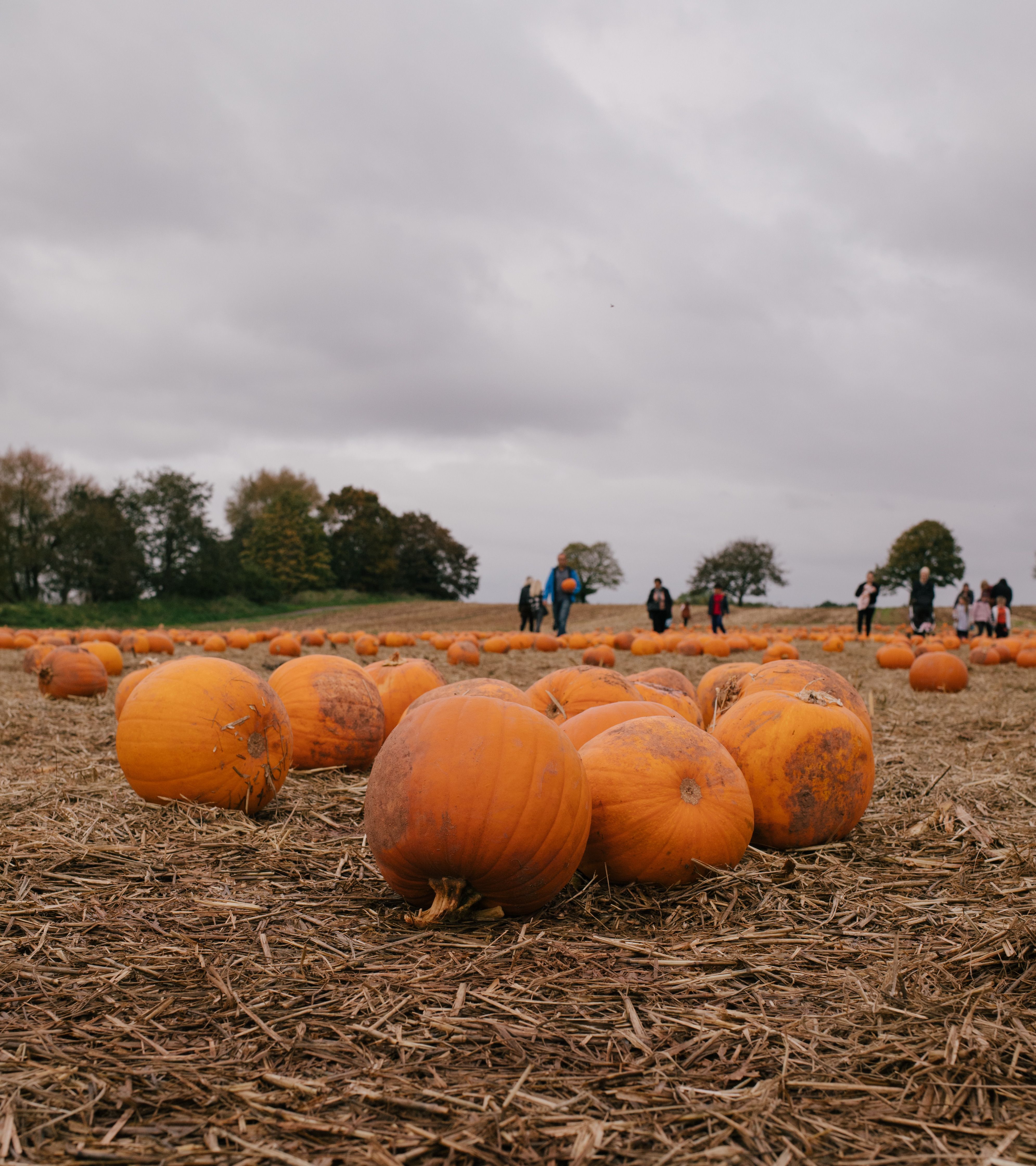 Pumpkins Lying on the Ground at a Pumpkin Patch · Free Stock Photo