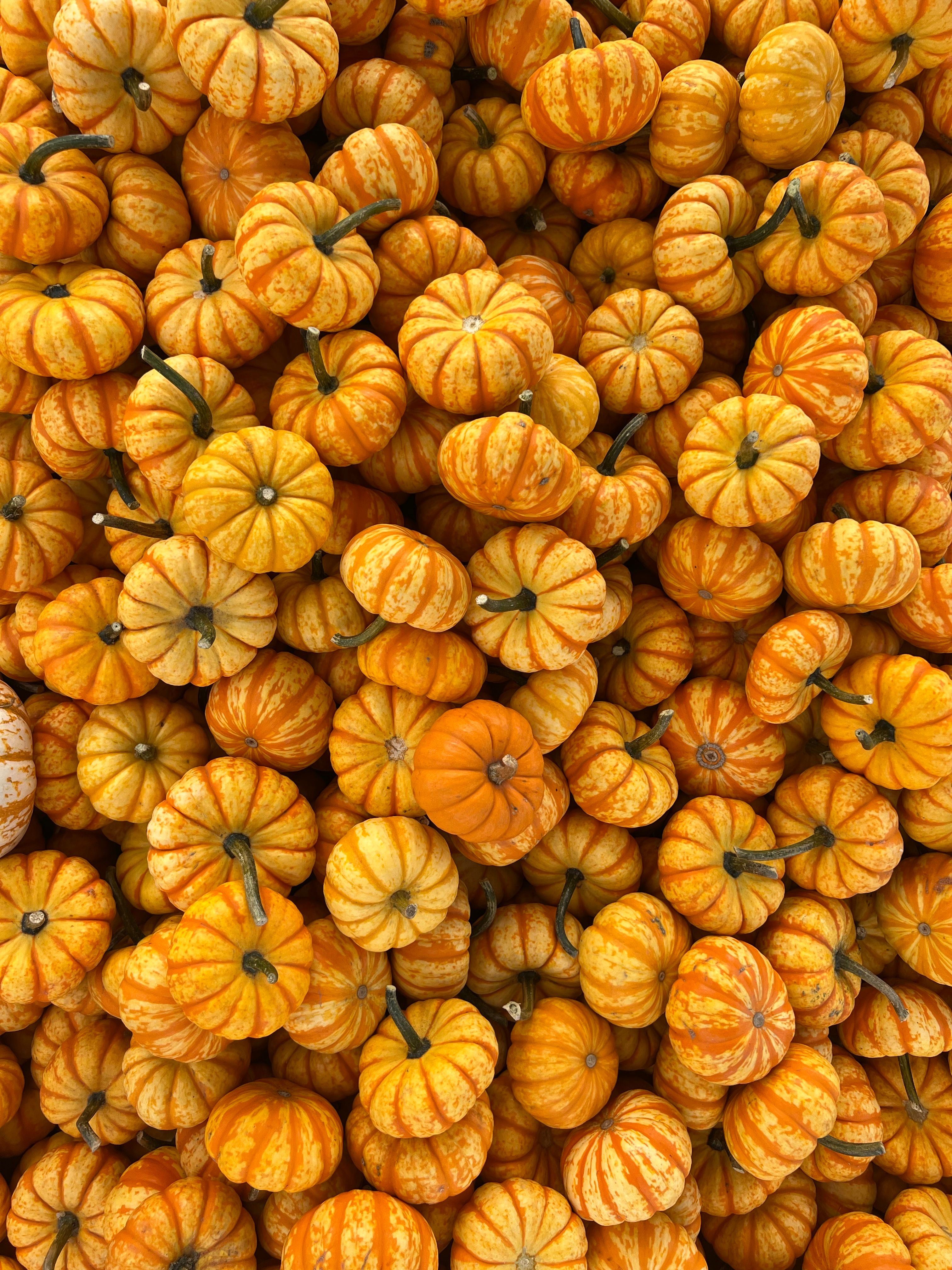 Top View of Abundance of Bright Orange Pumpkins · Free Stock Photo