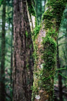 Close-up of moss-covered tree bark in a lush, vibrant forest setting.