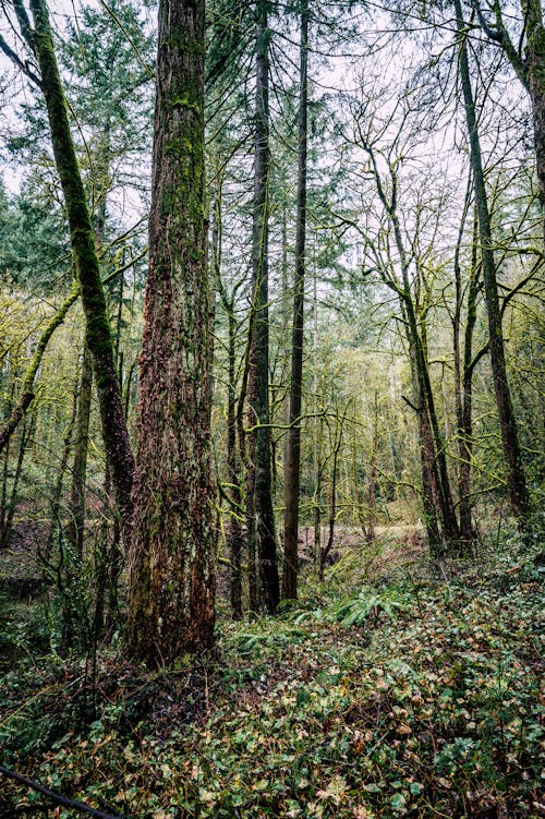 Trees in a Forest in Spring