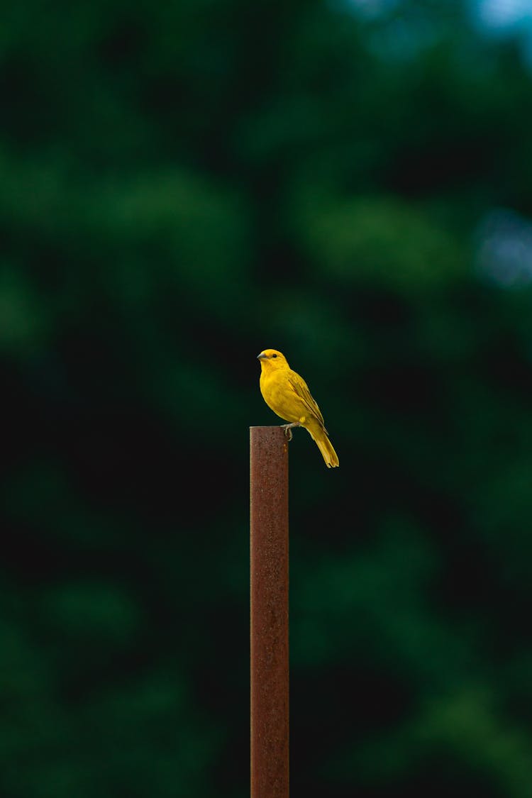 Yellow Canary Perching On Post