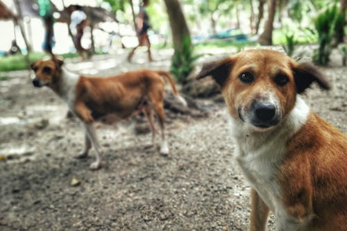 Kostnadsfri bild av djurskydd, herrelösa hundar, hund