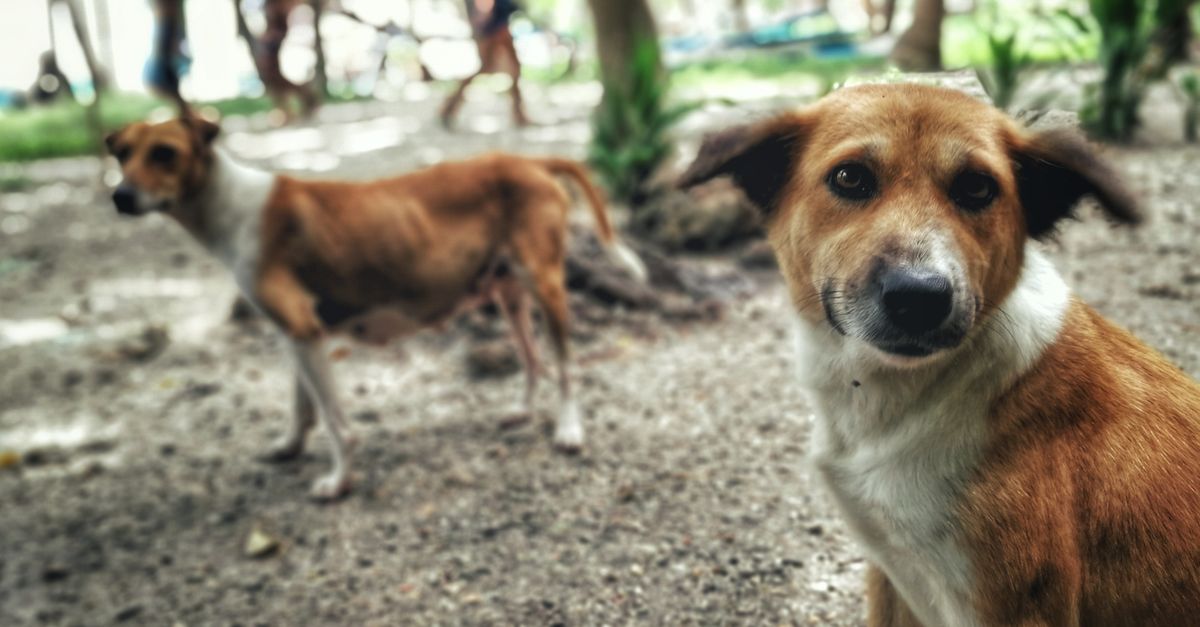 Free Stock Photo Of Animal Welfare Beach Dogs Dog free-stock-photo-of-animal-welfare-beach-dogs-dog