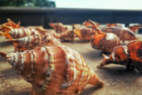 Free stock photo of philippines, sea, seashells