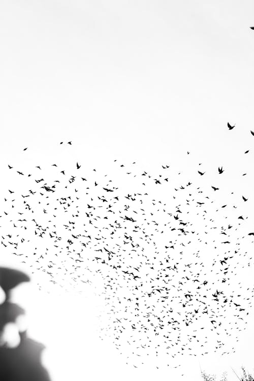 Flock of Birds in the Sky in Black and White