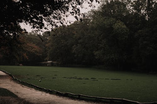 Footpath Leading along a Green Lawn in an Autumn Park