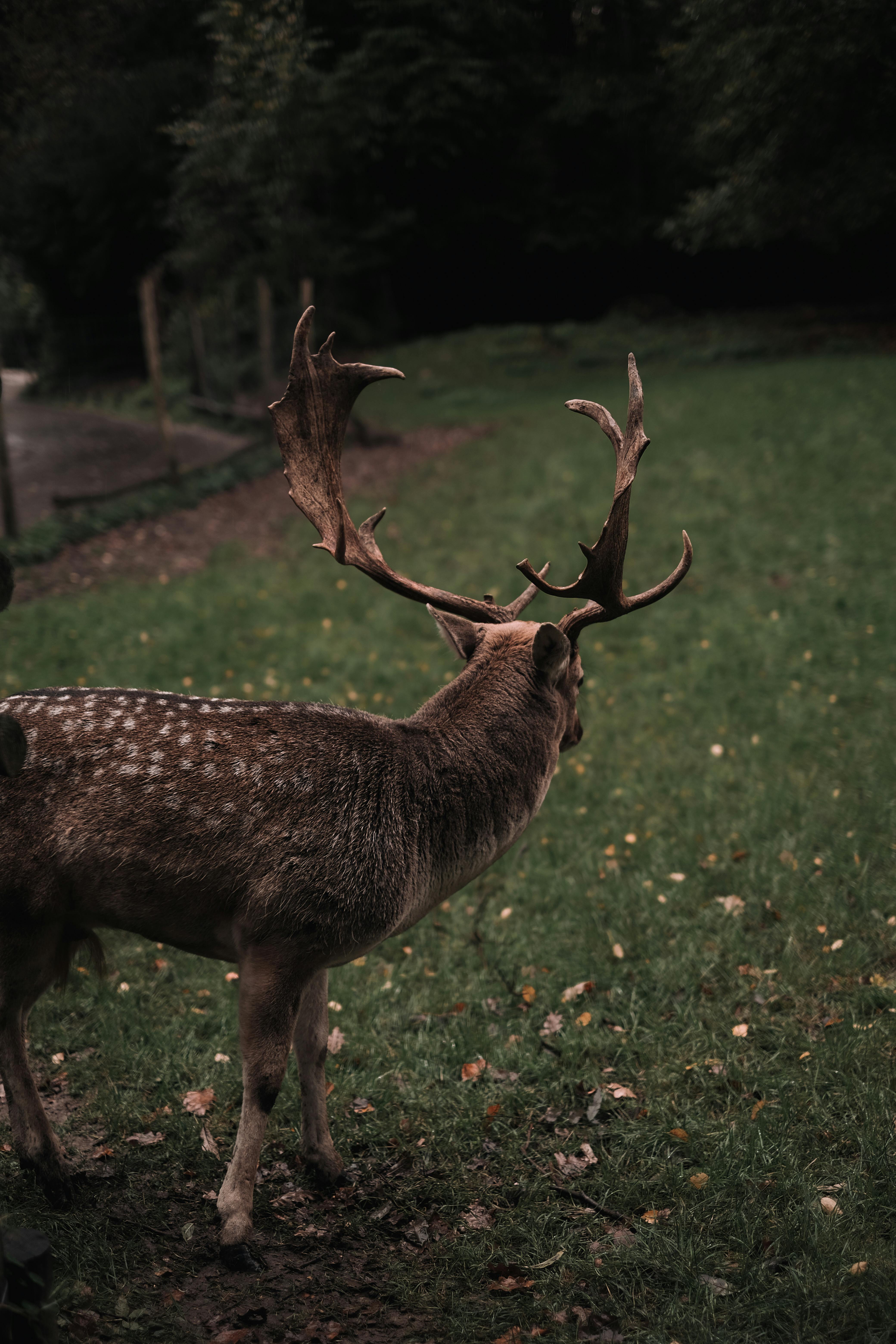 The barasingha (Rucervus duvaucelii), also called swamp deer, is a deer  species distributed in the Indian subcontinent. from the book ' The deer of  all lands : a history of the family