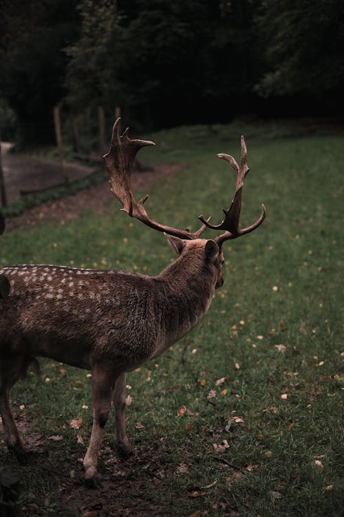 Free A Deer on a Grass Field  Stock Photo