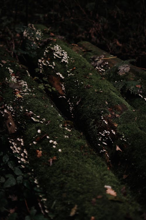 Close-up of Tree Logs Covered with Moss