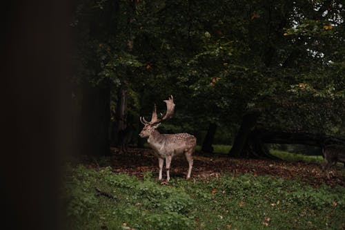 Free A Deer with Large Antlers in the Forest Stock Photo