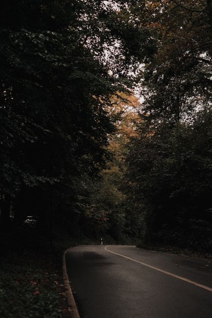 A tranquil road winding through a dense forest during fall, surrounded by colorful foliage.