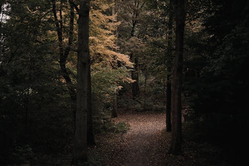 View of a Forest in Autumn 