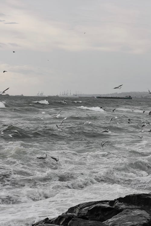 Seagulls Flying around Sea Shore