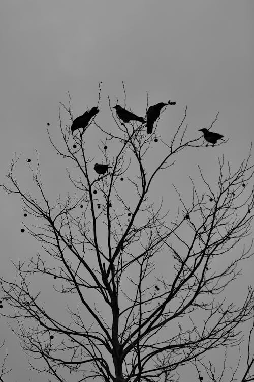 Birds on Bare Tree in Black and White
