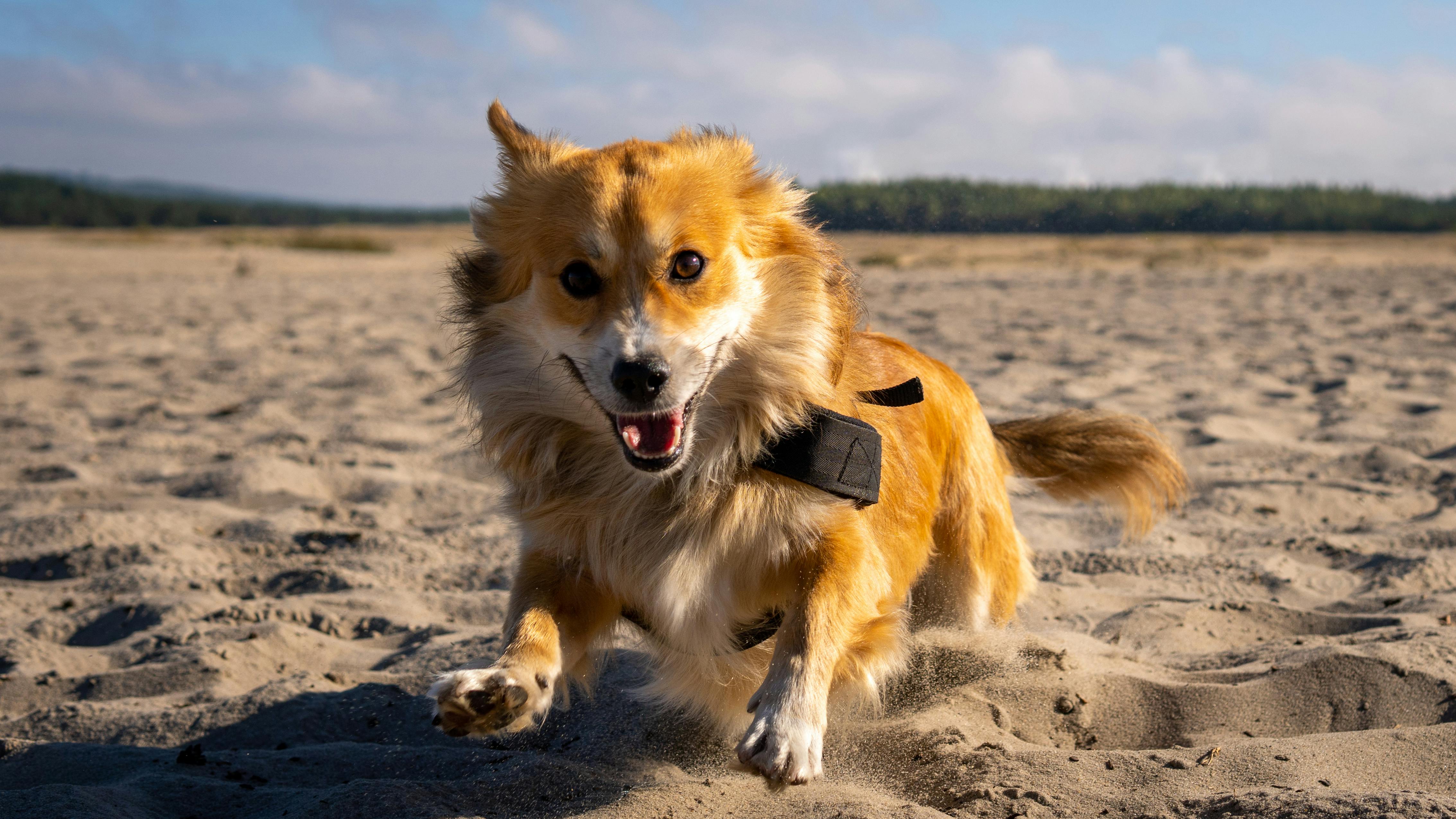 Furry Pembroke Welsh Corgi