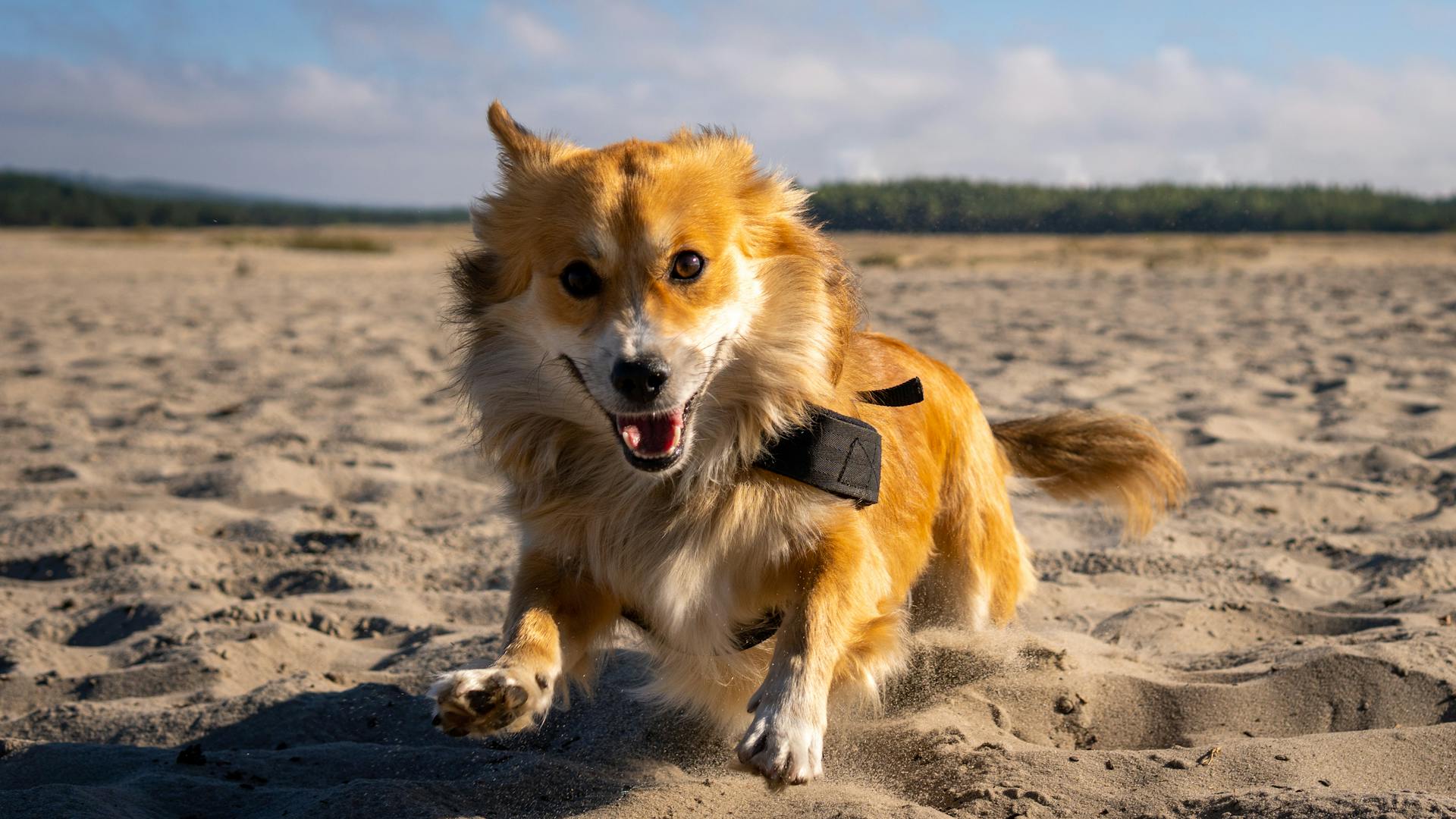 Furry Pembroke Welsh Corgi