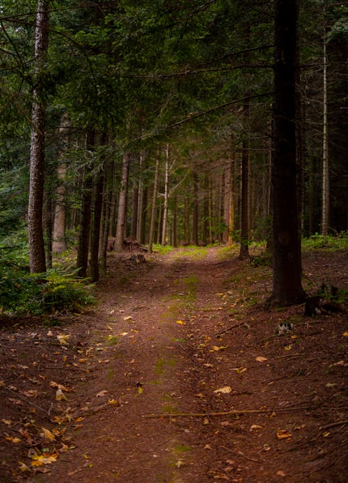 Kostnadsfri bild av barrträd, grusväg, skog