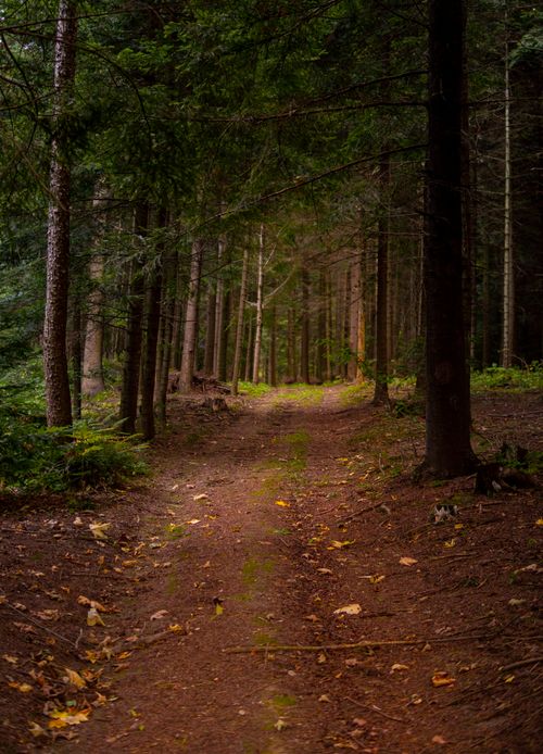 Free A peaceful dirt road winds through a lush, evergreen forest in summertime. Stock Photo