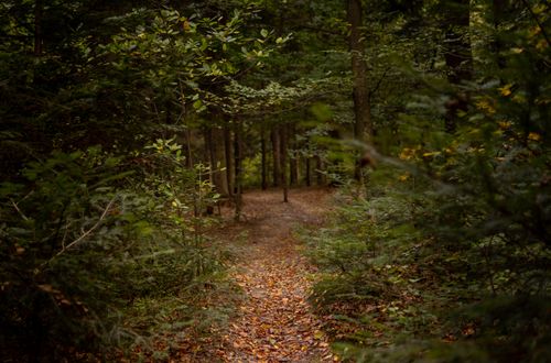 Free Explore the serene forest path lined with lush green foliage in Myślenice, Poland. Stock Photo