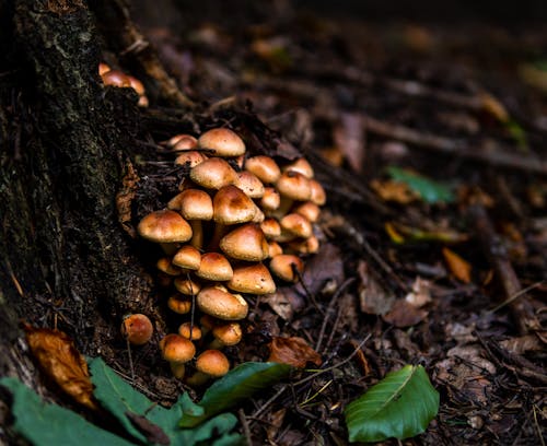 Ingyenes stockfotó darált, esés, gombák témában