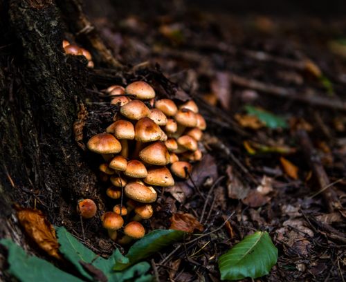 Free Close-up of a mushroom cluster on the forest floor in Myślenice, Poland during fall. Stock Photo