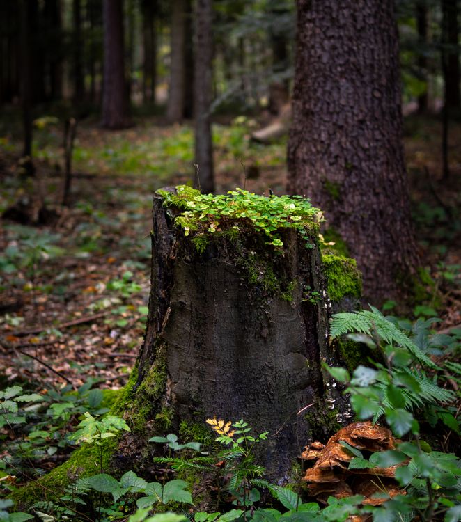Tree Trunk Forrest Tree Trunk in Forest · Free Stock Photo