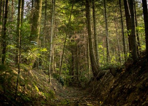 Foto d'estoc gratuïta de arbres, bosc, camí