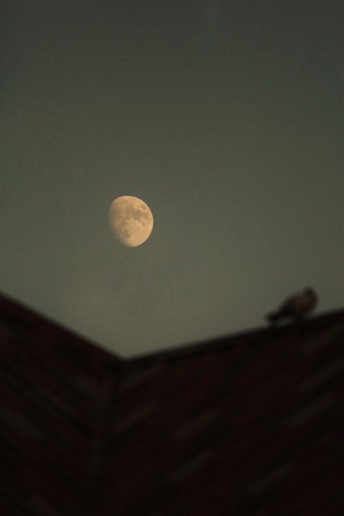 Free Peaceful night sky featuring a bright moon and a bird silhouette on a rooftop. Stock Photo