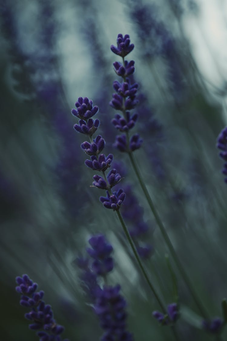 Purple Lavender Flowers