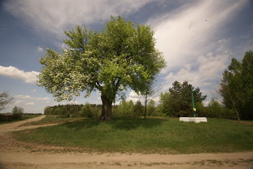 Imagine de stoc gratuită din arbori, drum de pământ, la țară