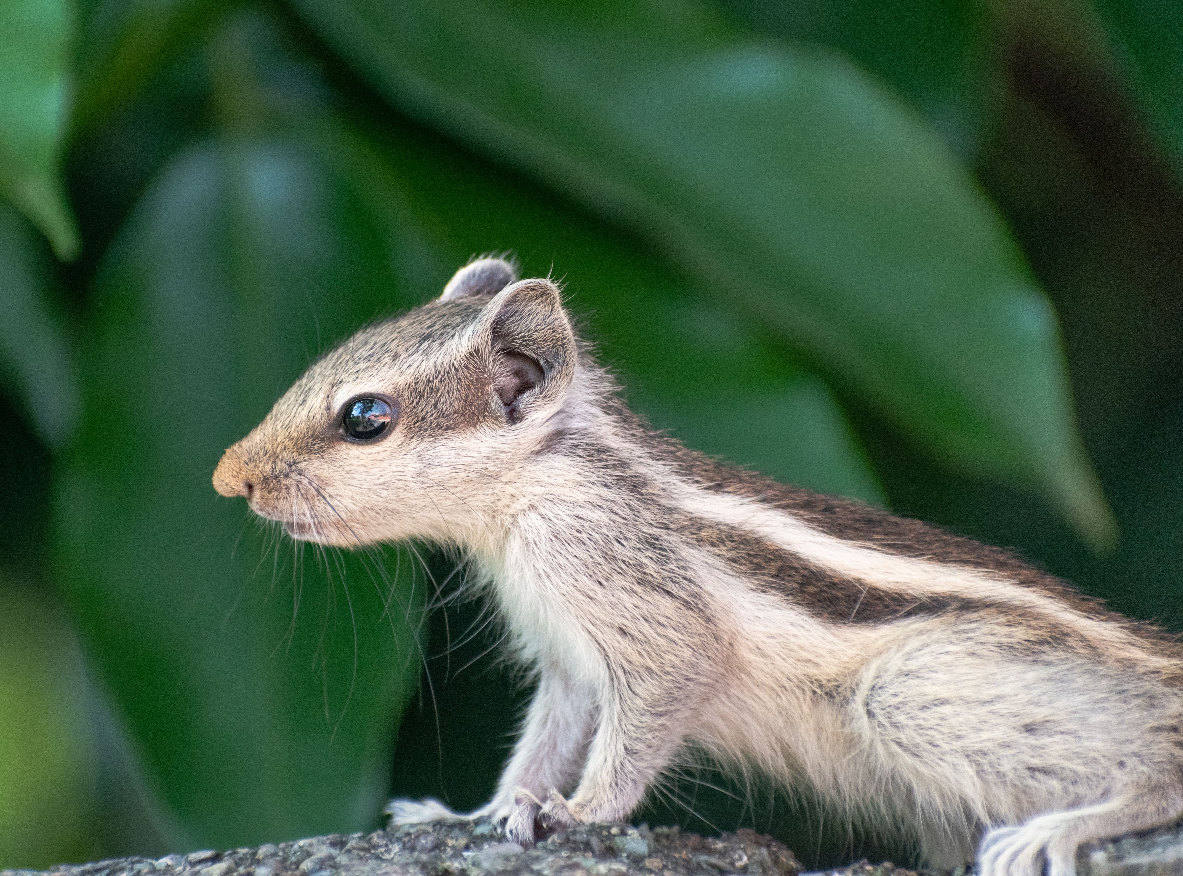 Gratis lagerfoto af behåret, critters, dyr Lagerfoto