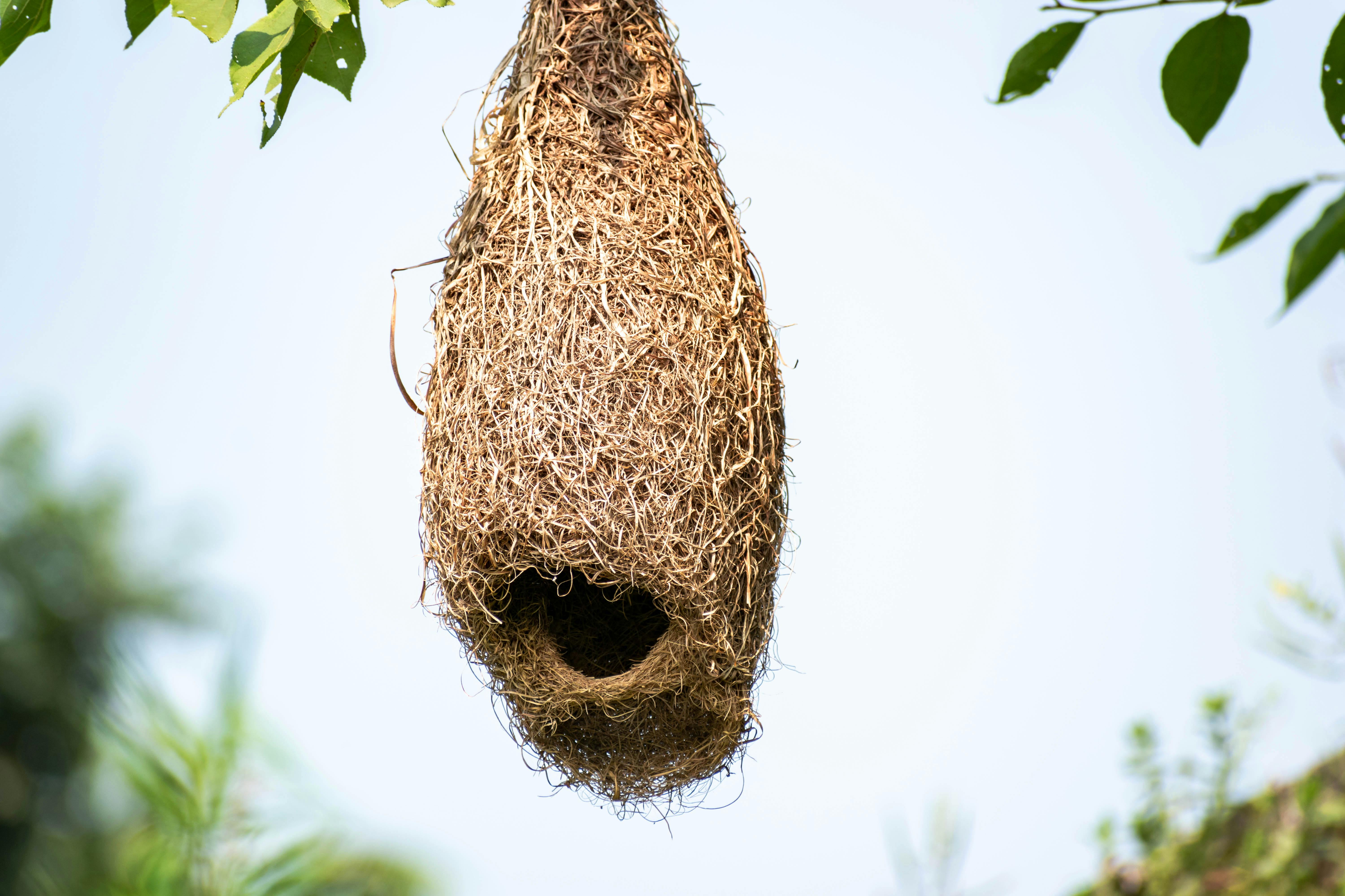 Closeup of a Hanging Bird Nest · Free Stock Photo