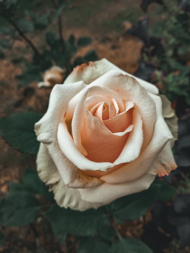 White Rose Flower