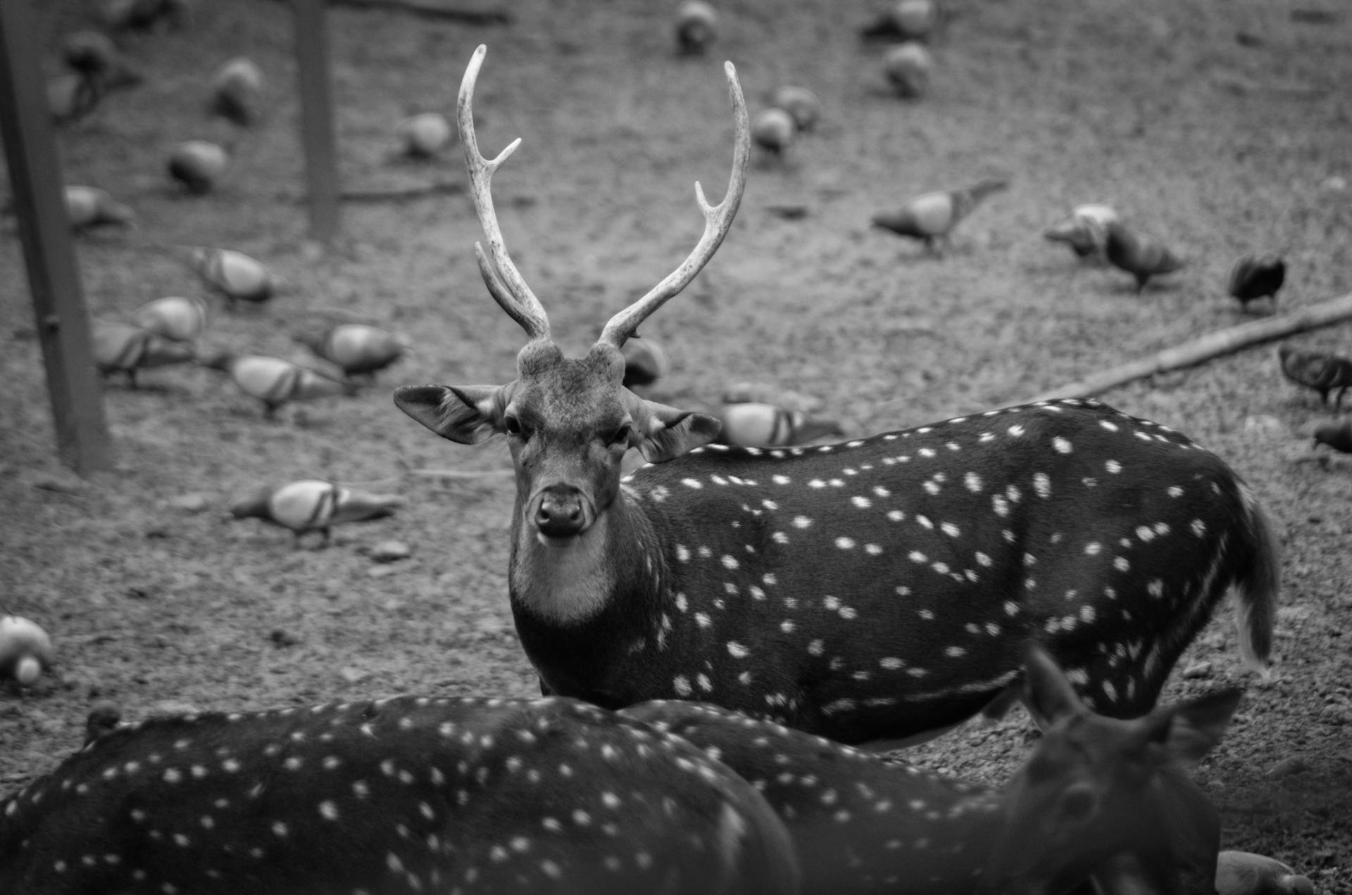 A captivating black and white image of Sri Lankan Axis deer with antlers in a wildlife reserve.