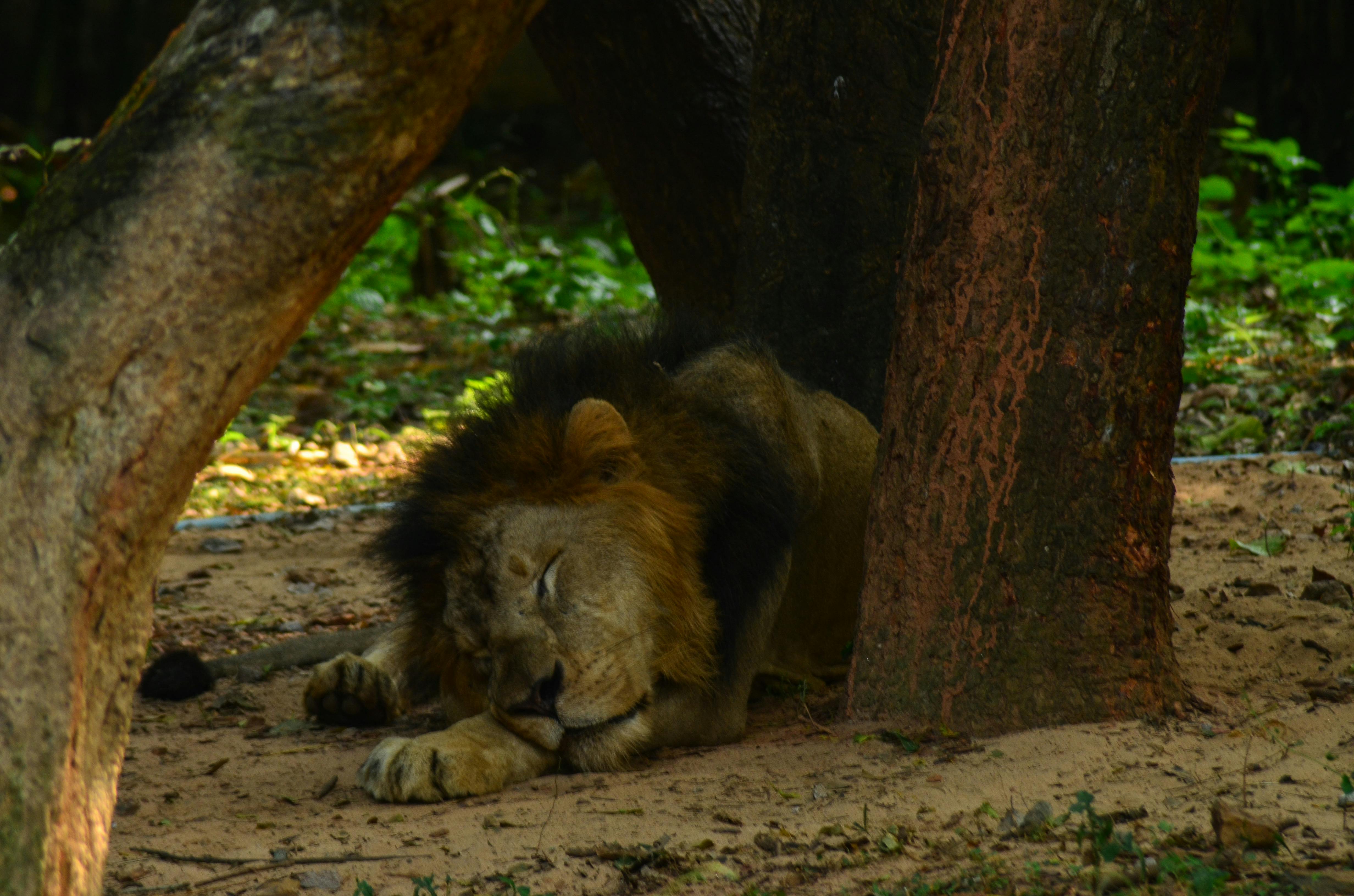 a lion sleeping under a tree