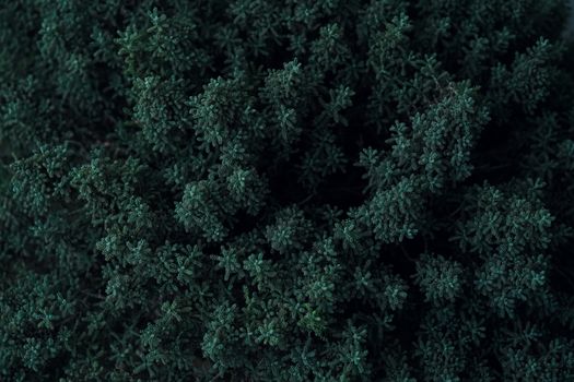 Explore the dense green foliage captured from above, showcasing urban nature.