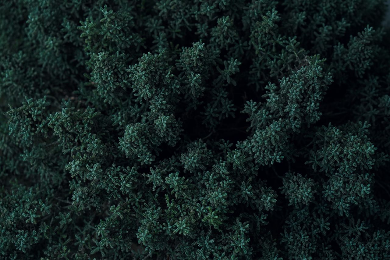 explore the dense green foliage captured from above showcasing urban n