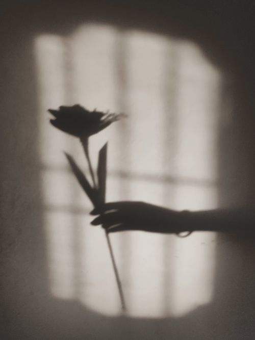 Free Shadow of a hand holding a flower against a sunlit wall. Simple and artistic. Stock Photo